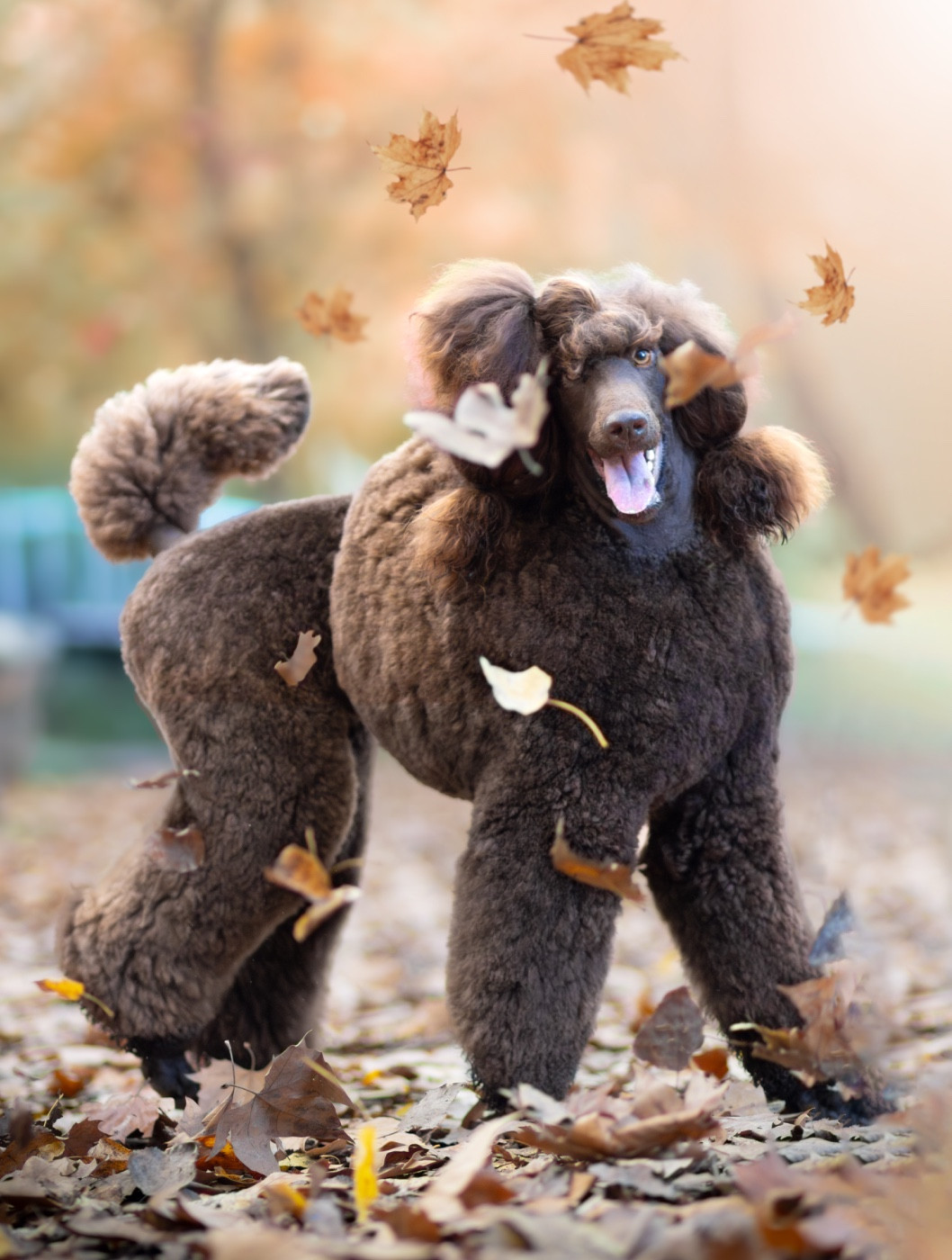 CH. Starlight Royal Dream U'freyja